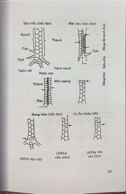 Vẩy Gà Toàn Tập (Bí kíp coi vẩy gà cổ xưa của các sư kê) - Hình ảnh 5