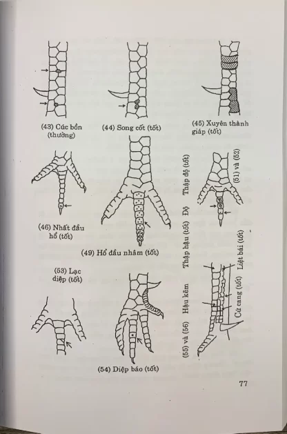 Vẩy Gà Toàn Tập (Bí kíp coi vẩy gà cổ xưa của các sư kê) - Hình ảnh 2