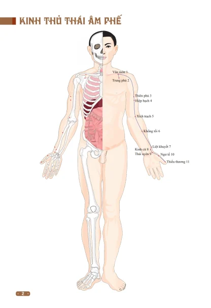 Đồ Giải Kinh Lạc Huyệt Vị Cơ Thể - Từ Bình - Hình ảnh 6